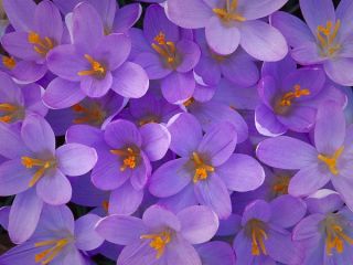 فال روز پنجشنبه ۴ فوریه - ۱۵ بهمن.