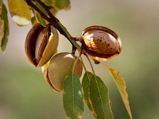 فواید مصرف بادام برای زنان باردار