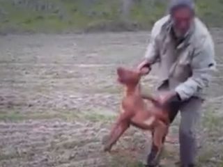 ضارب سگ پشت میله‌های زندان در گلستان + ویدیو