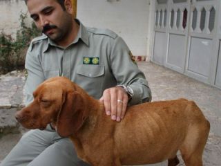 اشد مجازات شکنجه سگ بی گناه، ۳۰۰ هزار تومان است