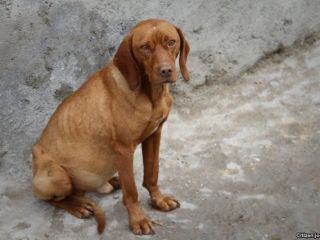 حیوان آزاری در ایران؛ نه خلاف شرع نه خلاف قانون