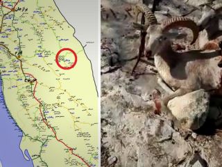 اپیدمی جدید حیوان آزاری/عامل انتشار کلیپ شکار بزهای کوهی در دشتستان دستگیر شد