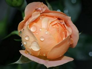 فال روز شنبه ۵ مارچ - ۱۵ اسفند.