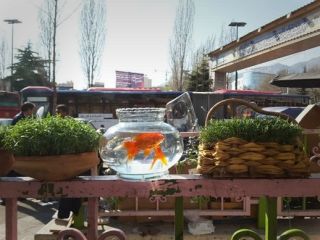 با وجود تلاش کمپین‎ها، بازار خرید ماهی قرمز و سبزه داغ است