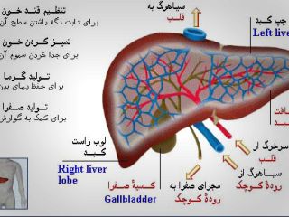 کبدتان را چقدر می‌شناسید؟