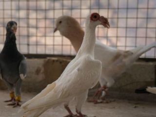 قاچاق کبوتر، شغلی پردرآمد در سوریه