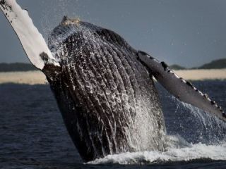 ژاپن در بیش از سه ماه ۳۳۳ نهنگ شکار کرد