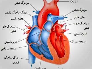 این ۵ نشانه را جدی بگیرید؛ آیا قلب شما به درستی کار می‌کند؟