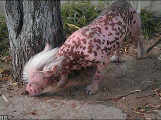 حیوان مرموزی که چینی ها را بشدت ترساند + عکس