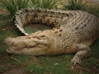 توریست روسی، طعمه تمساح شد