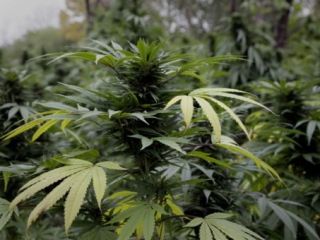 احتمال خروج ماری جوانا از طبقه بندی مواد مخدر خطرناک در آمریکا