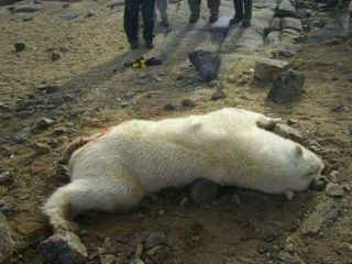 حکم شلاق و یک سال آموزش رفتار با حیوانات برای متهم سگ‌کشی