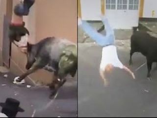 توریست هایی که عاشق هیجان فرار از برابر گاو وحشی در خیابان هستند - ویدیو