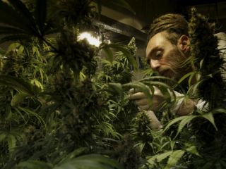 دادگاه آلمانی کشت ماری‌جوانا در خانه بیمار را قانونی کرد