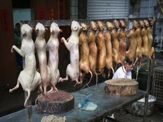 بالاخره ۲۰۰۰ کیلو گوشت سگ تبدیل به سوسیس شد؟