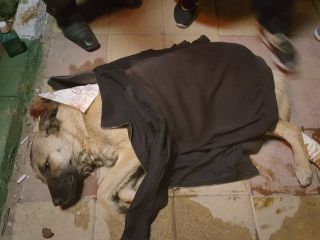 شهروندان تبریزی سگ مجروح را تیمار و به پناه‌گاه حیوانات منتقل کردند