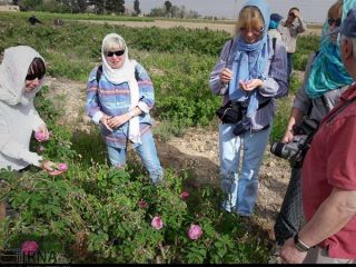 بازدید گردشگران بلژیکی از مزارع گل و گلابگیری آران و بیدگل - عکس