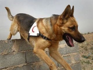 مرگ «باهوش‌ترین» سگ زنده‌یاب حوادث ایران