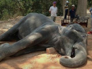 مرگ دردناک یک فیل در کامبوج با اعتراض مردم روبرو شد