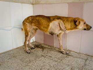 جزییاتی از نقاهتگاه حیوانات؛ اینجا «سگ‌کشی» ممنوع است