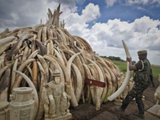 بیش از صد تن عاج در نشست نجات فیل‌ها سوزانده می‌شود