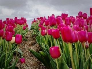 فستیوال لاله‌ها در کانادا.