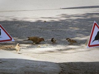 کلوچه فروش اهوازی حامی پرندگان