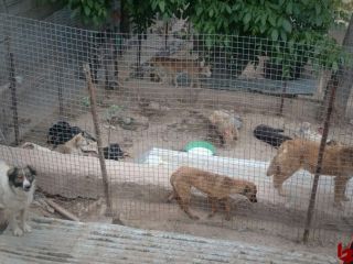 کشتن سگ‌های پناهگاه بومهن با بریدن شاهرگ، آتش زدن و سم دادن