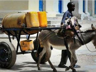 مسئولان محلی در کنیا: الاغ‌ها باید پوشک بپوشند