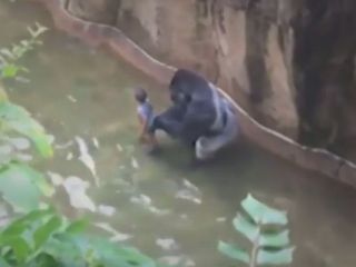 کشتن گوریل باغ وحش پس از افتادن پسر بچه چهار ساله بداخل قفس آن