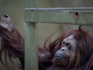 به علت کم توجهی به حیوانات باغ وحش بوینس آیرس تعطیل می‌شود