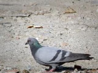 شکارچی کبوتر در دام مرگ