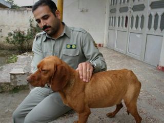 وزیر دادگستری: تشدید مجازات در جرائم حیوان آزاری