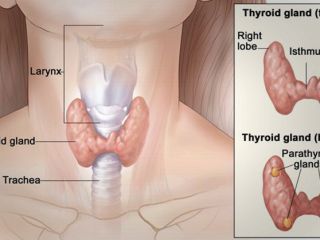 بیماری های تیرویید و علائم مهم