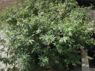 اطلاعات سپاه در ساوجبلاغ 'مزرعه ماریجوانا' کشف کرد