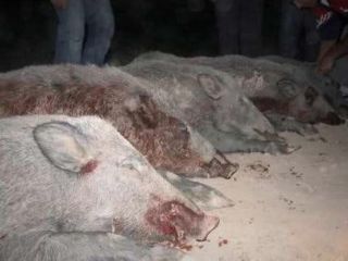 تنه ایرانیان در مصرف گوشت گراز به چینی ها!