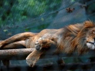 حیوانات باغ‌وحش‌های ونزوئلا بر اثر گرسنگی 'می‌میرند'