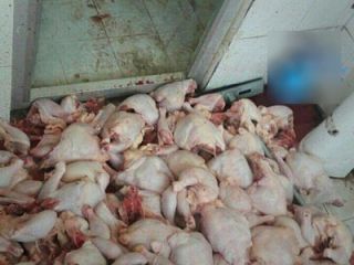 تایید شستشوی مرغ در سرویس بهداشتی