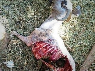 گوریل جگرخوار در کرمان/ گوسفندان قتل عام شدند