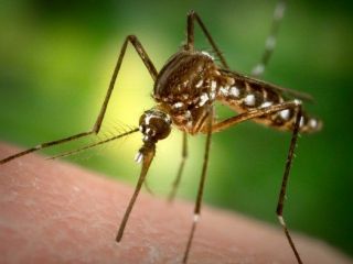 چرا پشه‌ها برخی را نیش می‌زنند برخی را نه؟