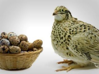 خواص تخم بلدرچین برای سلامتی