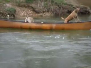 سگها بهترین دوست انسان