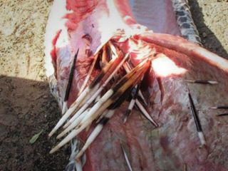 مار پیتون با خوردن جوجه تیغی خودکشی کرد - تصاویر