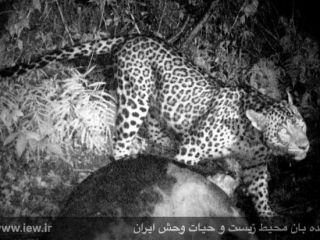 تصویربرداری از پلنگ ایرانی پس از شکار گاو در سیاهکل