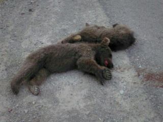 متخلفان سمنانی دو بچه خرس را از پا درآورند