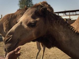 شترها منشأ سرماخوردگی انسان بوده‌اند