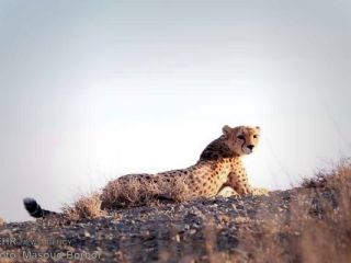 فقط دو یوزپلنگ ماده در ایران باقی مانده است