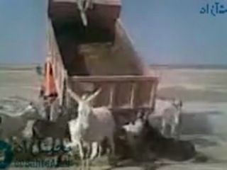 ببینید حیوانات بینوا را چطور از کامیون پیاده می کنند
