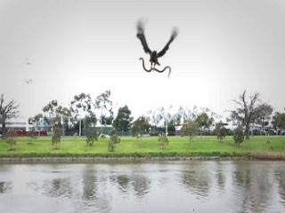 یک شاهین با پرتاب کردن ماری زنده , پیک نیک خانواده ای را به هم زد - ویدیو