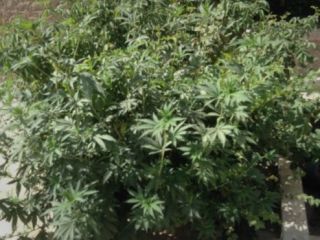 دولت ایران از مردم خواست محل تولید ماریجوانا در اطراف خانه‌هایشان را گزارش دهند